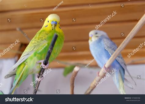 Parakeet Budgie Colors