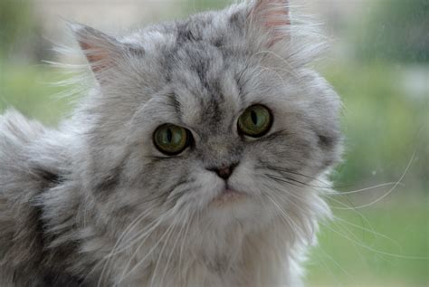 Close Up Photo Of Gray And White Persian Cat Hd Wallpaper Wallpaper Flare