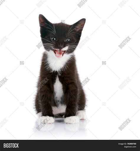 Cute Black And White Kitten