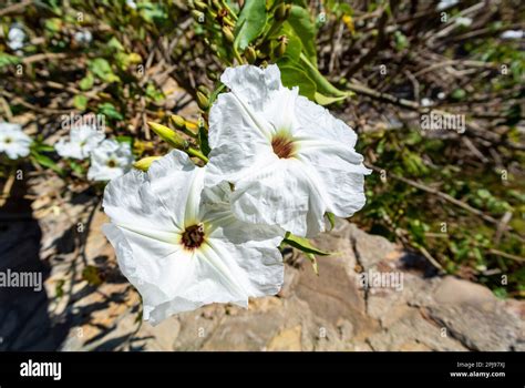 Monte Alban Oaxaca de Juárez Mexico Ipomoea arborescens or tree