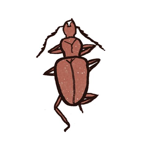 Cave Beetles