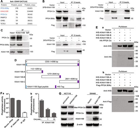 Kiaa1199 Interacts With Pp2a To Enhance Phosphatase Activity Of Pp2a A