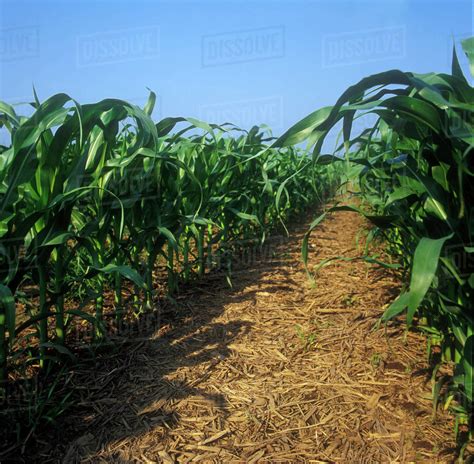 Agriculture Rows Of Mid Growth Grain Corn Plants Prior To The