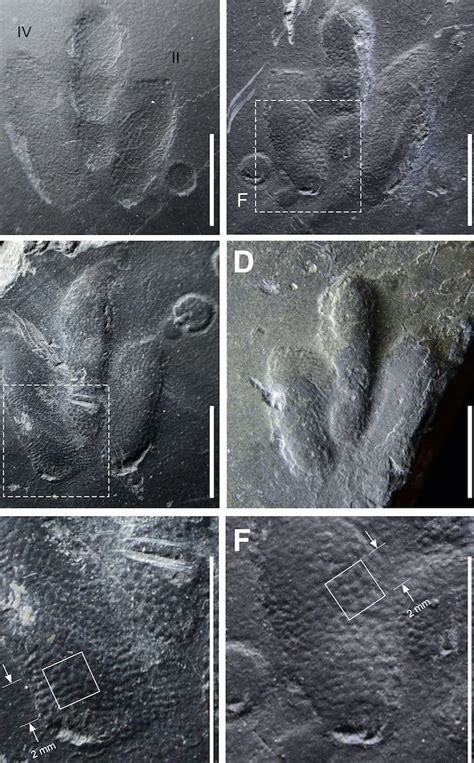 ‘Exquisitely Preserved’ Skin Impressions Found in Dinosaur Footprints