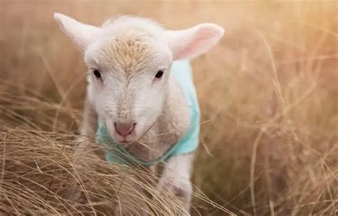 Baby Sheep: What A Baby Sheep Is Called & Other Fun Facts – Savvy Farm Life