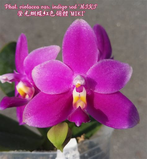 Phalaenopsis Violacea Var Indigo Red Miki Giulio Celandroni Orchidee