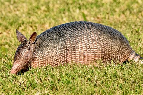 Nine Banded Armadillo Leprosy