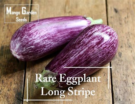 Rare White Long Stripes Eggplant Seeds 20 Seed Pot Friendly Tanam