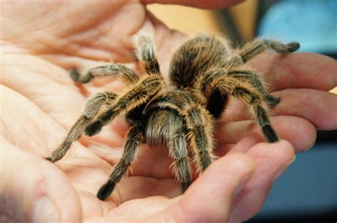 Common Spiders to Watch for In Colorado | Poisonous and Non-Venomous ...