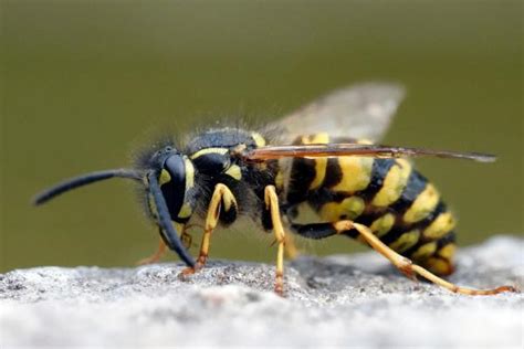 18 Tipos De Avispas En España Nombres Y Fotos