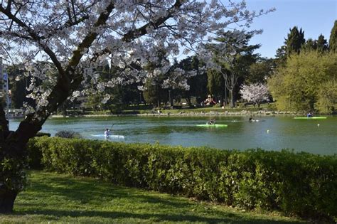 All'Eur i Sakura sono in fiore - la Repubblica