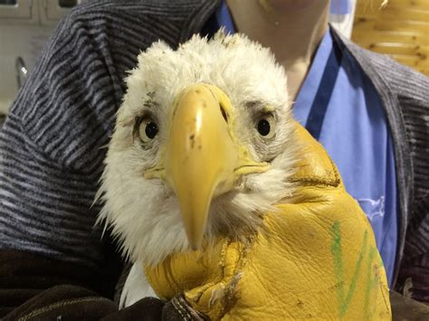 Dozens Of Va Bald Eagles Suffering From Lead Poisoning Wtop News