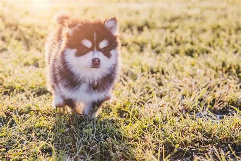 Teacup Pomsky: All You Ever Wanted To Know About Them