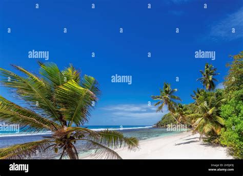 Tropical White Sand Beach With Coco Palms And The Turquoise Sea On