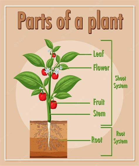 Premium Vector | Diagram showing parts of a plant