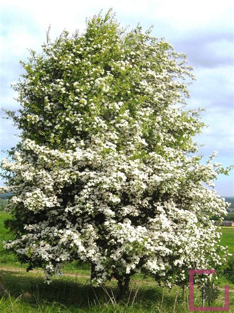 CRATAEGUS MONOGYNA STRICTA VASO Vivai Marche