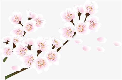 Cherry Blossom Petal Vector At Getdrawings Free Download