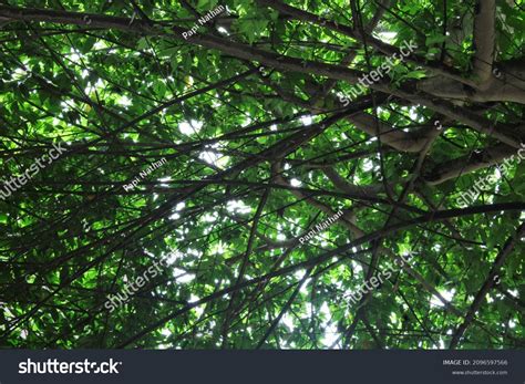 view kersen trees indonesian  stock photo