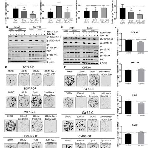 The Mtor Inhibitor Everolimus Inhibits Cell Growth And Clonogenicity