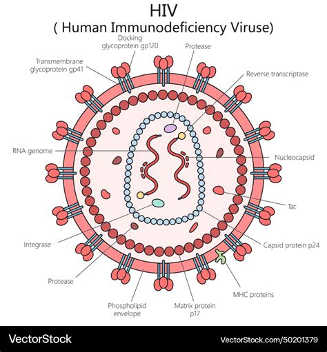 Human Immunodeficiency Virus Structure