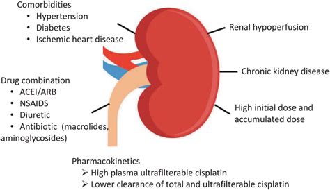 Risk Factors For And The Pharmacokinetics Of Cisplatin Induced Renal