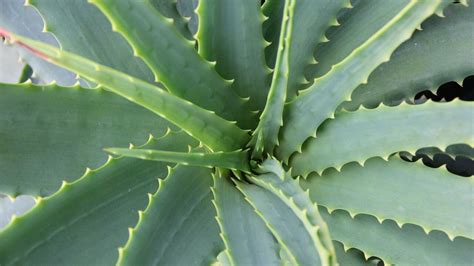 The Easy Way To Stop An Aloe Plant Turning Brown Utopia