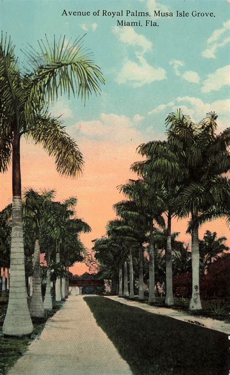 Avenue Of Royal Palms Musa Isle Grove Miami FLORIDA Vintage