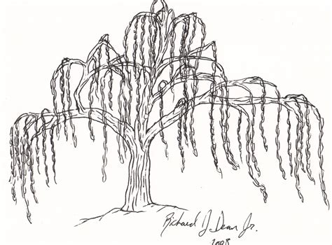 willow tree drawing 1
