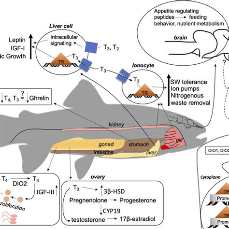 A Summary Of The General Actions Of Thyroid Hormones Ths In Fish A