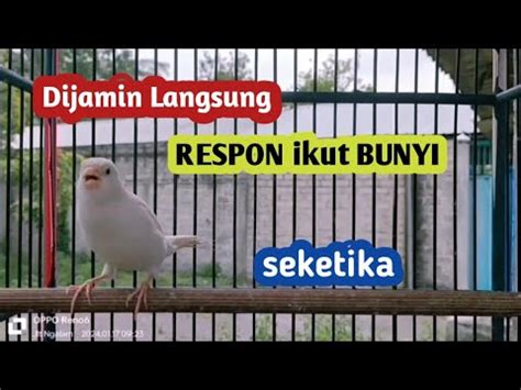 Pancingan Suara KENARI GACOR Ngerol Panjang Ini Cocok Banget Untuk