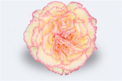 Colombia Direct Ali Baba Carnations