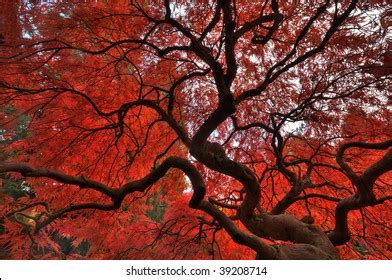 Japanese Maple Displays Fall Colors Kubota Stock Photo 2236840301 ...