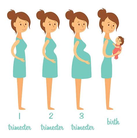 Pregnancy Stages Illustration