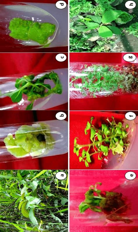 Callus Mediated Plant Regeneration Of Saurauia Punduana From Nodal