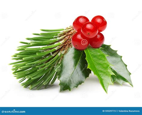 Pine Tree Branch And Holly Berry Leaves Stock Image - Image: 59329773