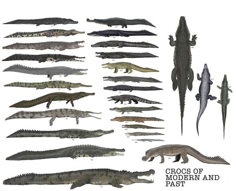 I Bunch Of Crocodylians And Other Crocodylomorphs Rcrocodiles