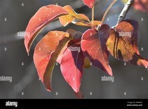 Leaves Of A Bradford Pear Tree Turning Red In Autumn Stock Photo Alamy