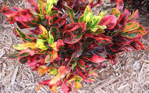 Croton Plant Varieties Care And Maintenance