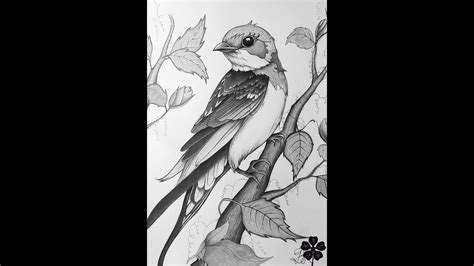 Pencil Sketch And Shading Bird BLACK ROSE Drawing YouTube