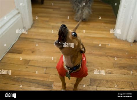 A barking Chihuahua Stock Photo - Alamy