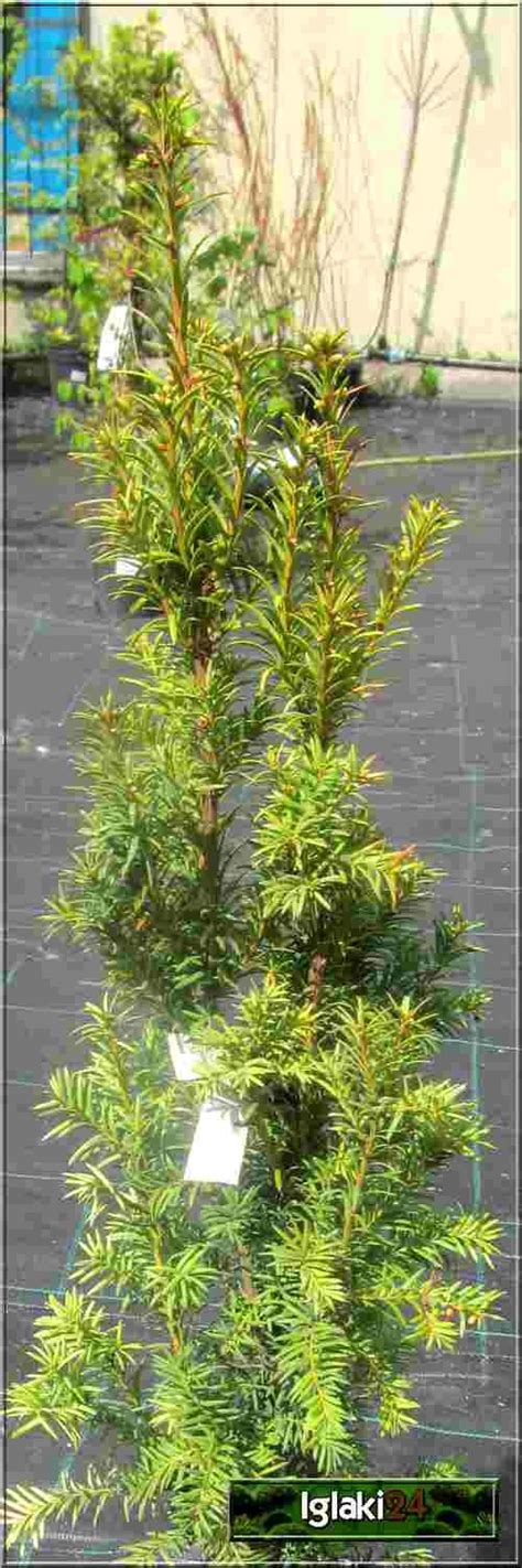 Taxus Baccata Overeynderi Cis Pospolity Overeyndera FOTO Internetowy