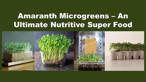 DIY Microgreen Trays: Innovative DIY idea to grow Microgreen