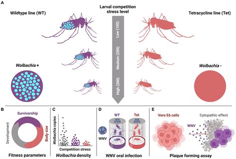 Frontiers Native Wolbachia Infection And Larval Competition Stress