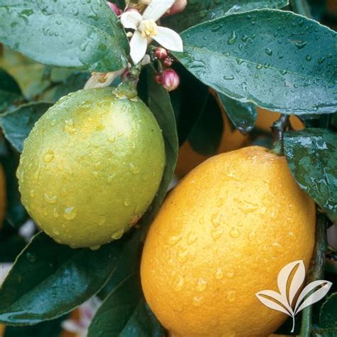 Meyer Lemon Tree – Stow Garden Center