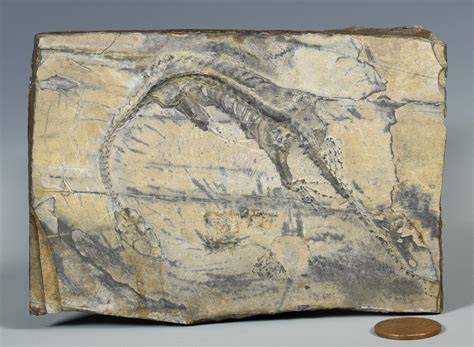 Lot 881: Therapod Dinosaur Fossil | Case Auctions