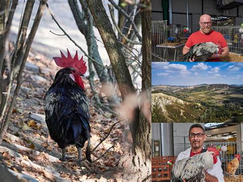 Pollo Romagnolo Presidio Slow Food