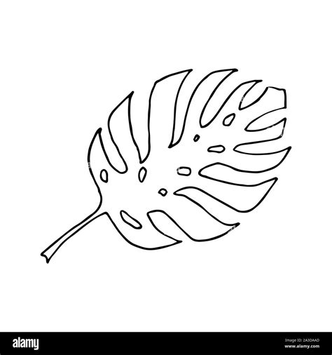 Monstera Hojas De Plantas Arte Lineal Doodle Boceto Contorno Negro