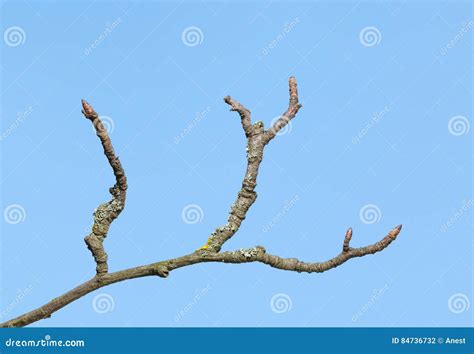 Uneven Dry Twig Stock Photo Image Of Grungy Nature 84736732