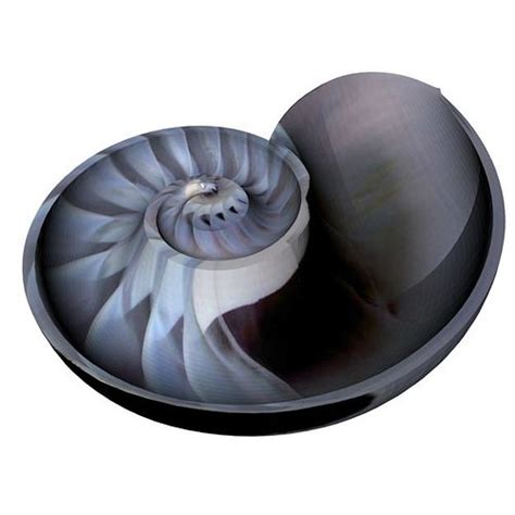 Spiral Nautilus Shell 3D model animated rigged | CGTrader