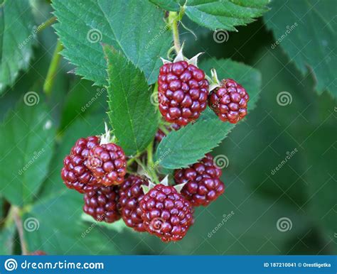 On The Branch Ripen The Blackberries Rubus Fruticosus Stock Image